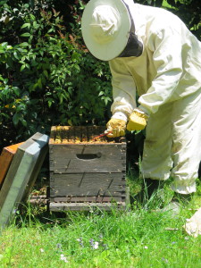 Inspection du rucher